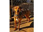 Adopt IZZY a Catahoula Leopard Dog