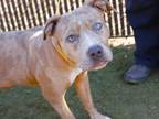 Adopt HARLEM a American Staffordshire Terrier, Mixed Breed