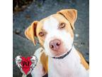 Adopt Daisy a Pit Bull Terrier