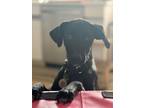 Adopt SUSIE a Labrador Retriever, Weimaraner