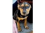 Adopt Puppy Grommit a Black Mouth Cur, Labrador Retriever