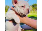 French Bulldog Puppy for sale in Minden, LA, USA
