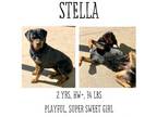 Adopt Stella a Rottweiler