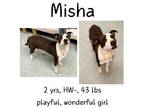 Adopt Misha a Mixed Breed