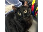 Adopt Beatrice -- Bonded Buddy With Thistle a Domestic Short Hair