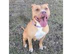 Adopt Shirley a Pit Bull Terrier