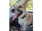 Adopt Honey Girl (CP) a German Shepherd Dog