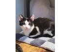 Adopt Shiloh a Domestic Short Hair