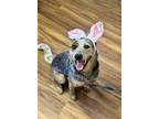 Adopt Bella (Deaf) - sponsored a Australian Cattle Dog / Blue Heeler