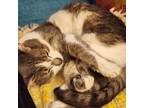 Adopt Izzy a Domestic Short Hair