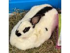 Adopt Bun Bun a English Spot