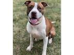 Adopt Bailey a American Staffordshire Terrier, Pit Bull Terrier