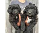 Aussiedoodle Puppy for sale in South Glastonbury, CT, USA