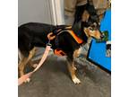 Adopt Aspen a Smooth Collie