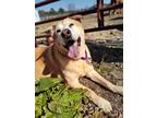 Adopt Queenie a Retriever