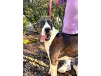 Adopt Maddie a Great Dane