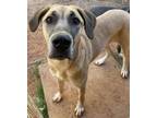 Adopt Athena Darla a Great Dane