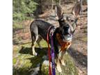 Adopt Journee a German Shepherd Dog, Mixed Breed