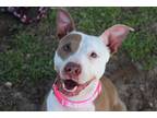 Adopt Dolly a Pit Bull Terrier