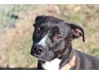 Adopt Soraya a Pit Bull Terrier