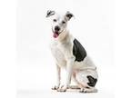 Adopt Remi a Dalmatian, Pit Bull Terrier