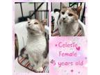 Adopt Celeste a Extra-Toes Cat / Hemingway Polydactyl