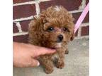 Maltipoo Puppy for sale in Philadelphia, PA, USA