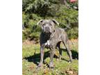 Adopt Penny a Cane Corso, Pit Bull Terrier