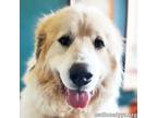 Adopt Star in TN - Easy-going & Playful! a Great Pyrenees