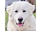 Adopt Bluey in KY - Wiggles With Happiness! a Great Pyrenees