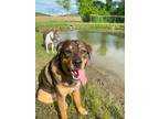 Adopt Winnie a Great Pyrenees, Rottweiler