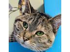 Adopt Kippa a Domestic Short Hair