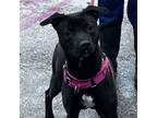 Adopt Midnight a Mixed Breed