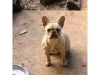 French Bulldog Puppy for sale in Tucker, GA, USA