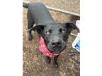 Adopt Abby (Little Bear) a Labrador Retriever, Mixed Breed