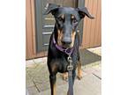 Adopt Lacy a Doberman Pinscher