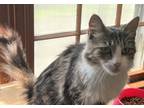 Adopt LILY a Maine Coon, Domestic Long Hair