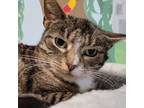 Adopt Figgy Pudding a Domestic Short Hair