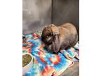 Adopt Mailo - In Foster a Lop Eared