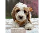 Goldendoodle Puppy for sale in Beach City, OH, USA