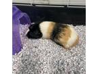 Adopt Pebbles a Guinea Pig