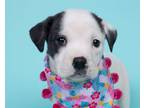 Adopt Lily a Australian Shepherd, Labrador Retriever