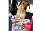 Adopt LACEY a Rhodesian Ridgeback