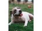 Adopt Ava a Staffordshire Bull Terrier, Terrier