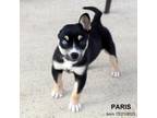 Adopt Paris-0467 a Siberian Husky, Mixed Breed