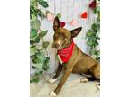 Adopt Mystery a Pit Bull Terrier, Mixed Breed