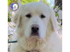 Adopt Kim a Great Pyrenees