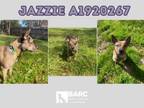 Adopt JAZZIE a Boston Terrier, Mixed Breed