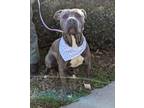 Adopt Calypso a Pit Bull Terrier