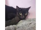 Adopt Snickers a Domestic Short Hair